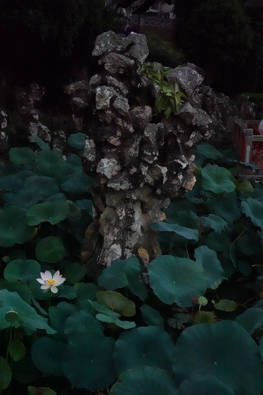 盧廉若公園的假山石。人民網(wǎng) 唐佳 攝