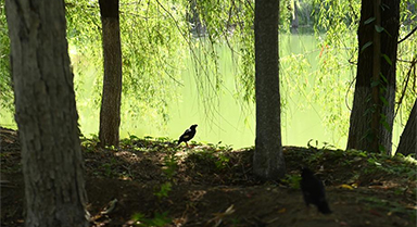 西安：放飛野生鳥(niǎo)類(lèi)回歸自然