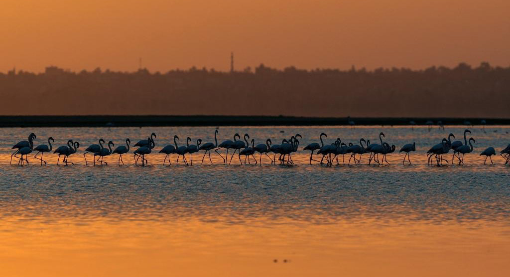 埃及：火烈鳥(niǎo)越冬加龍湖
